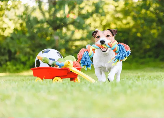 pet products