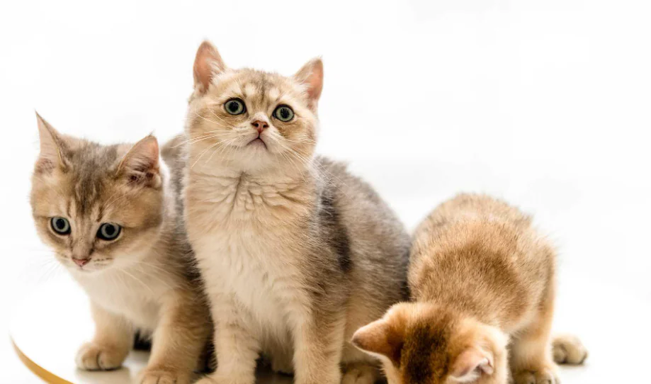 How to Navigate Pet Products Wholesale for Better Profit Margins in 2025